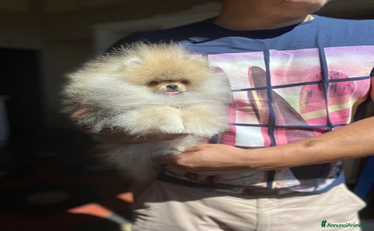 Volpino Pomerania cani a Città Metropolitana di Torino - Annuncio 4