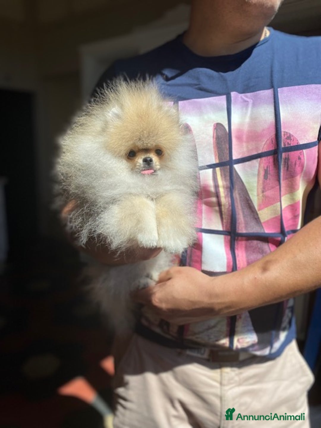 Volpino Pomerania cani in vendita: Meraviglioso SPITZ NANO POMERANIA  a Città Metropolitana di Torino - Immagine 1