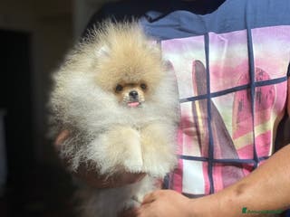 Volpino Pomerania cani Meraviglioso SPITZ NANO POMERANIA a Città Metropolitana di Torino - Annuncio 8