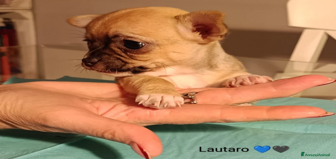 Immagine della galleria {{count}}