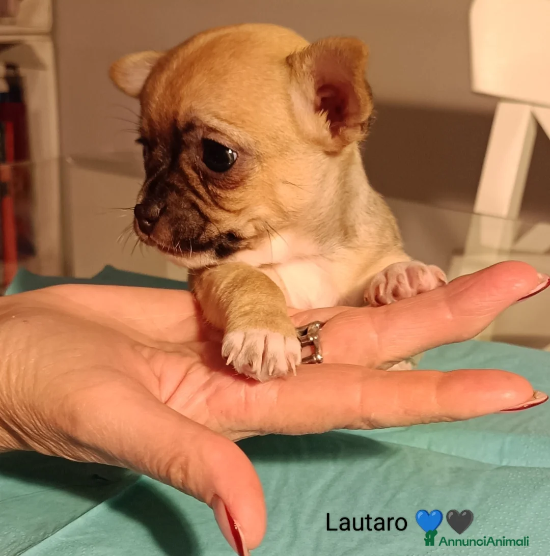 Immagine della galleria {{count}}