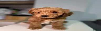 Maltipoo 4