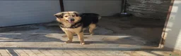 Meticcio cani in regalo: Milou, uno splendido simil lupetto  - Annuncio 4
