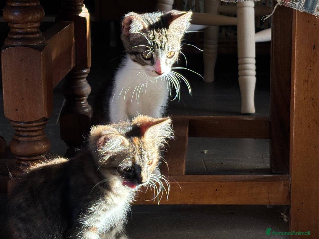 Altre razze gatti in vendita: 7 allegri batuffoli in cerca di casa a Province of Brescia - Immagine 34