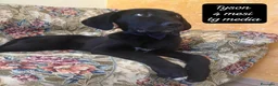 Meticcio cani in regalo: Adotta un cucciolo senza casa  a Provincia di Pistoia - Annuncio 5