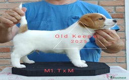 Jack Russell cani in vendita: Cuccioli Jack Russell Terrier con Pedigree a Provincia di Alessandria - Immagine 7
