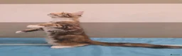 Maine Coon gatti in vendita: Cucciolata F Dolci Fusa - Annuncio 18