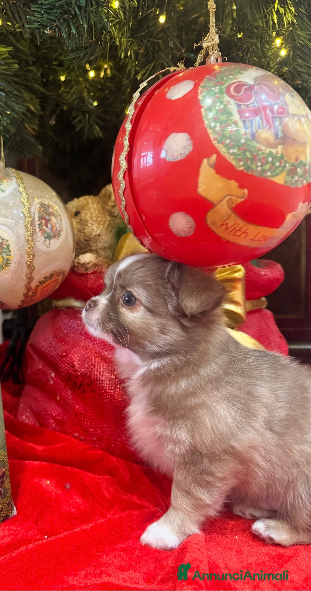 Chihuahua cani in vendita: Cuccioli chihuahua pelo lungo - Annuncio 4