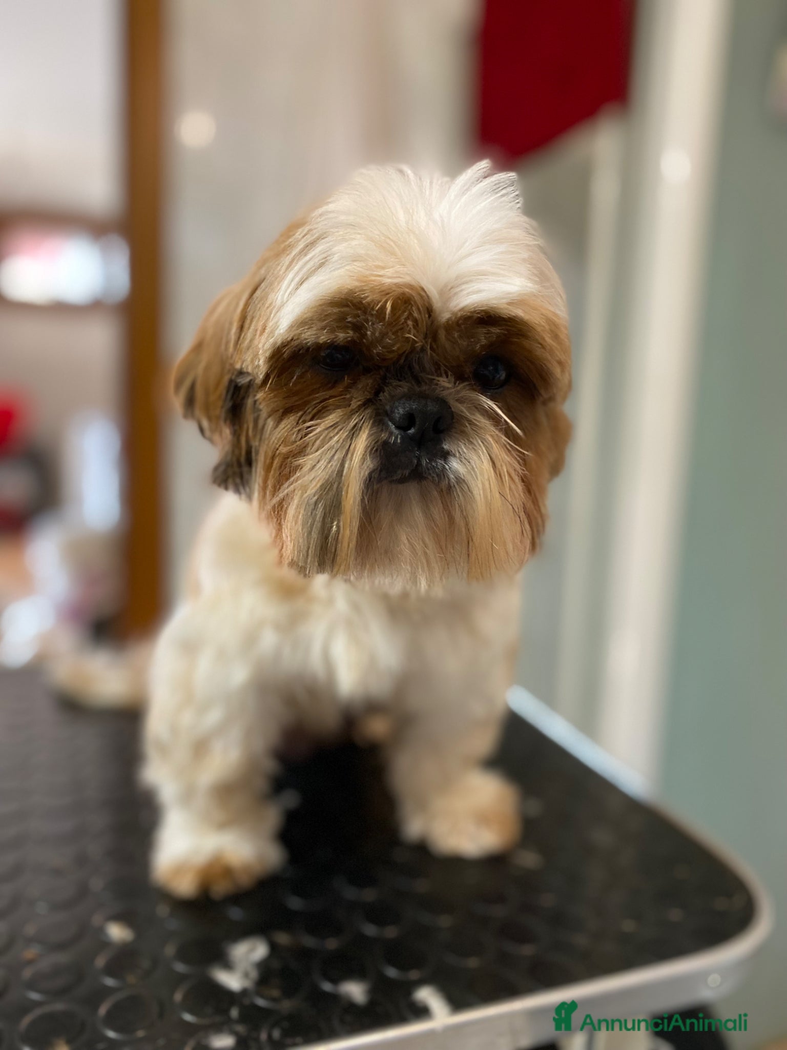 Shih Tzu cani Cucciola di Shih Tzu - Annuncio 1