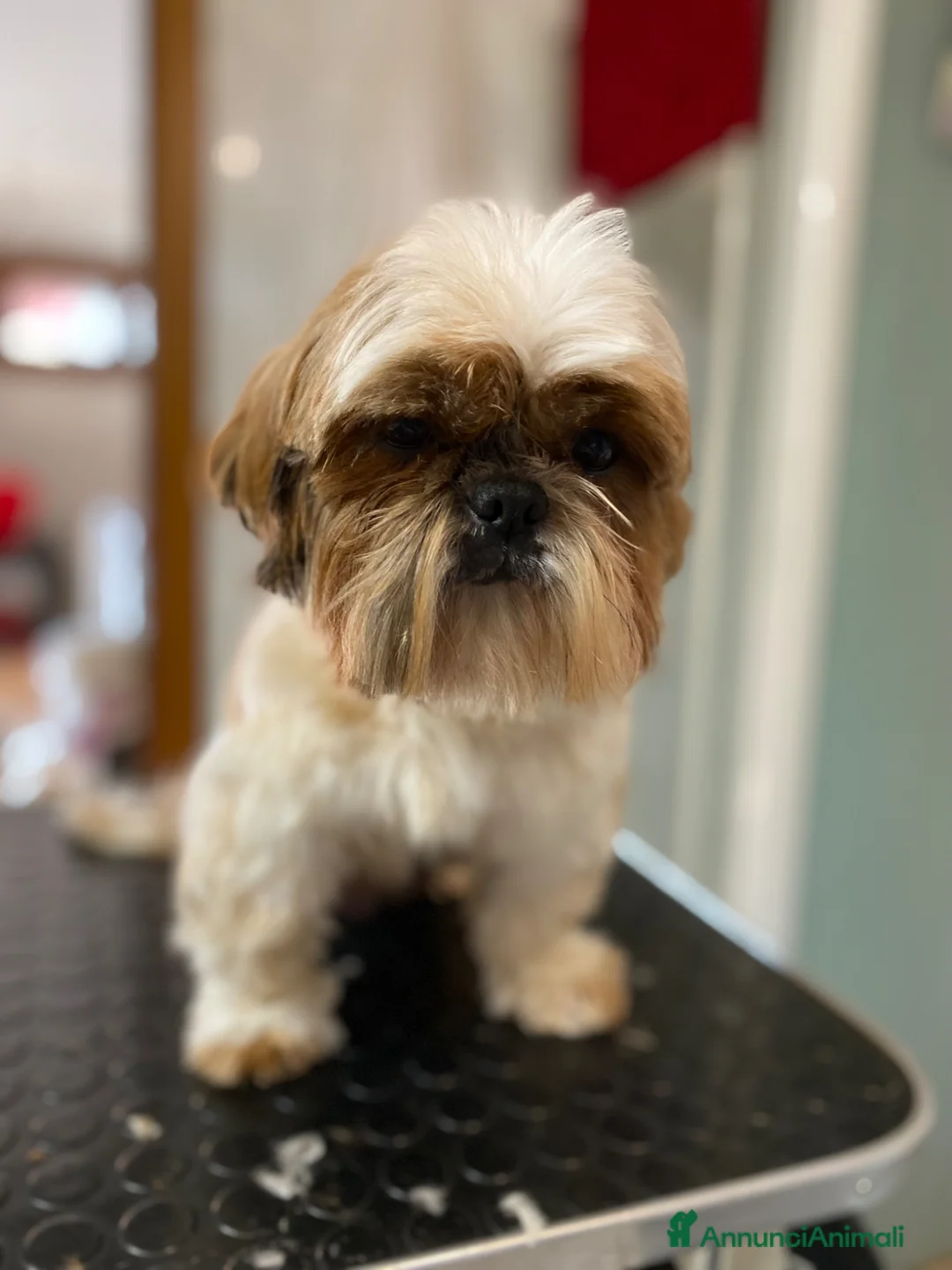 Shih Tzu cani in vendita: Cucciola di Shih Tzu - Annuncio 1