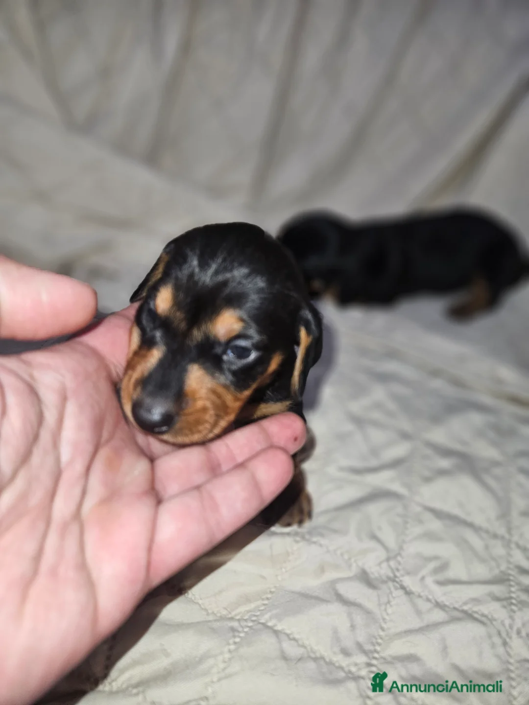 Bassotto cani in vendita: Bassotto kaninchen nero focato  a Città metropolitana di Milano - Annuncio 10