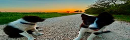 Border Collie cani in vendita: Due cuccioli maschi di border  - Annuncio 2