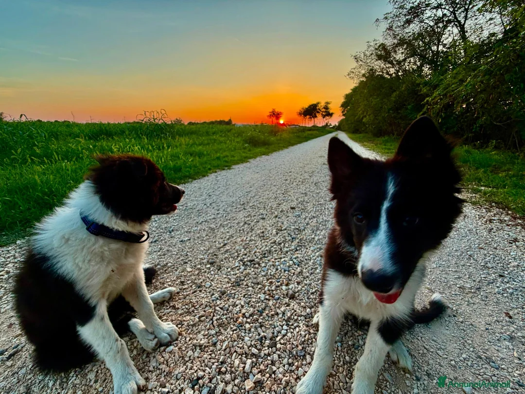 Border Collie cani in vendita: Due cuccioli maschi di border  - Annuncio 2