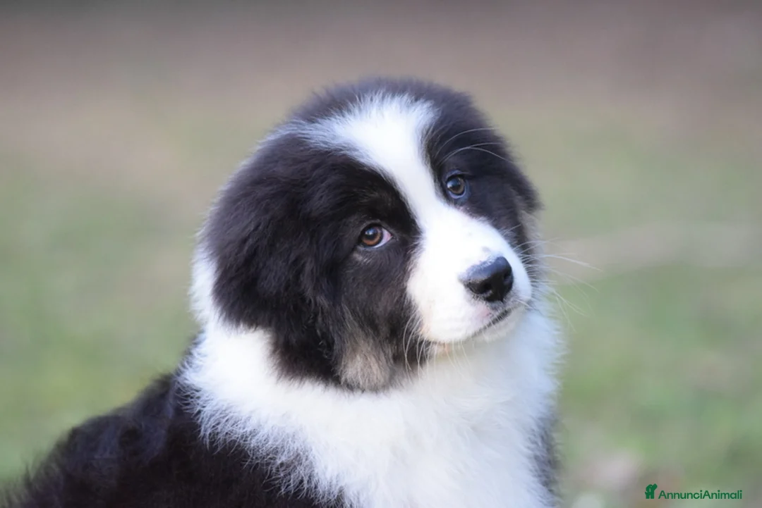 Immagine della galleria {{count}}