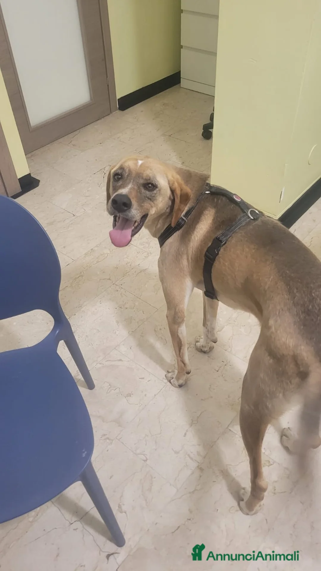 Meticcio cani in regalo: Dylan, splendido meticcio a Città metropolitana di Milano - Annuncio 2