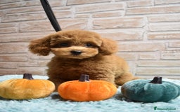 Barboncino Toy cani in vendita: Barboncino Toy - Immagine 5