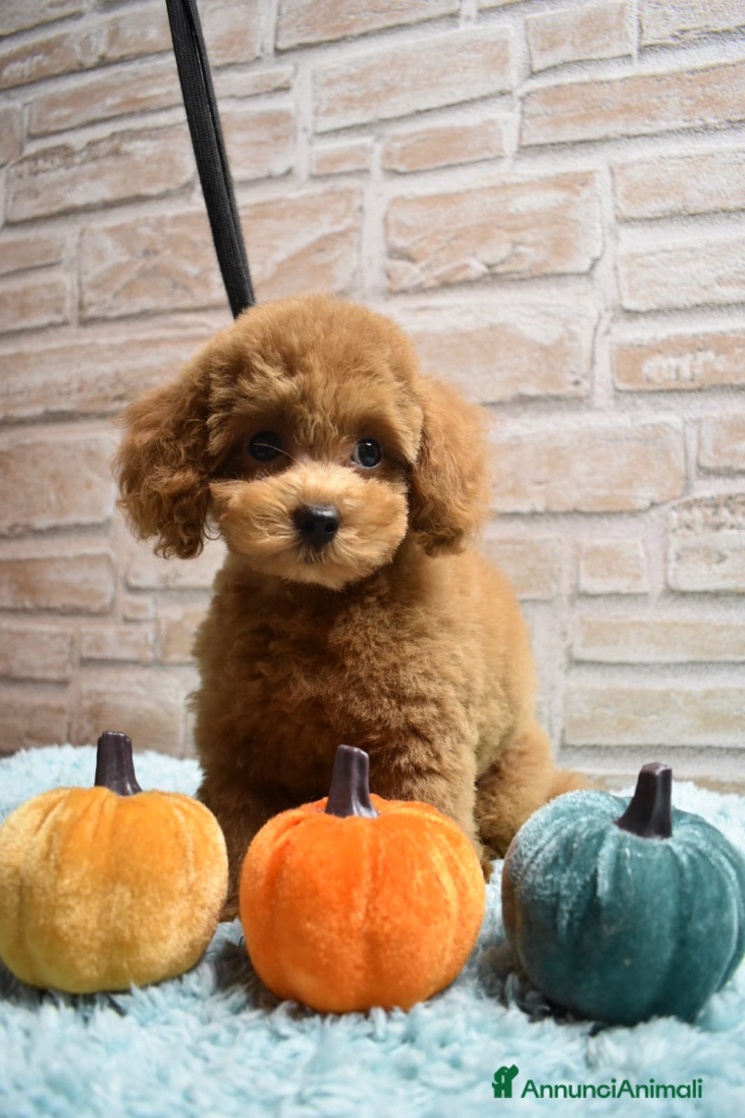 Barboncino Toy cani in vendita: Barboncino Toy - Immagine 5