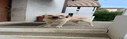 Labrador cani in regalo: CERCASI NUOVA FAMIGLIA PER LOVE - Annuncio 3