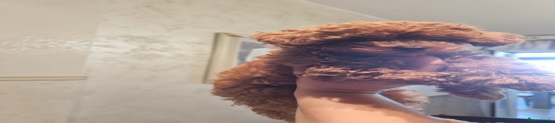 Barboncino Cucciolo 1