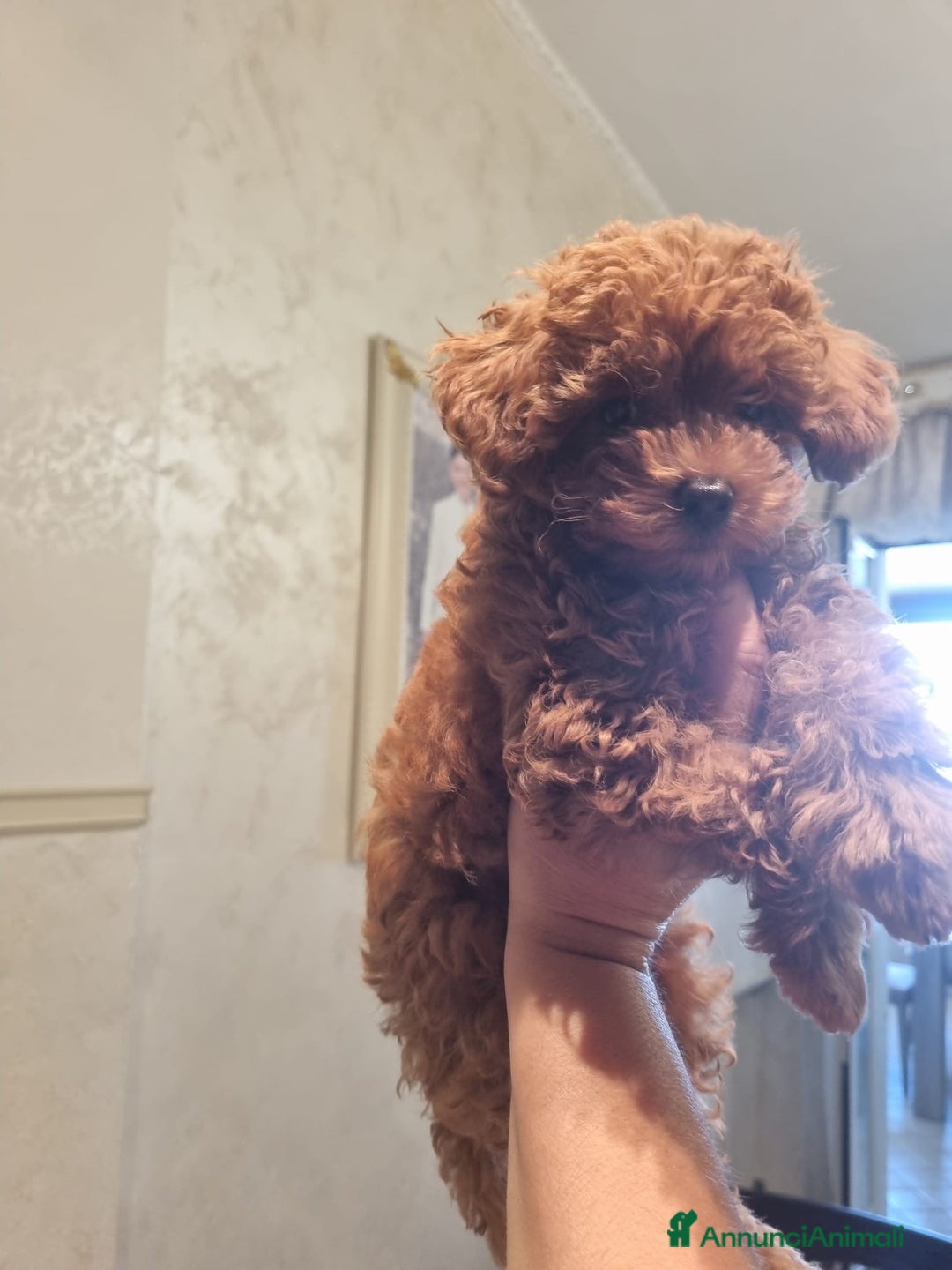 Barboncino cani in vendita: Barboncino Femmina a Città Metropolitana di Napoli - Immagine 1