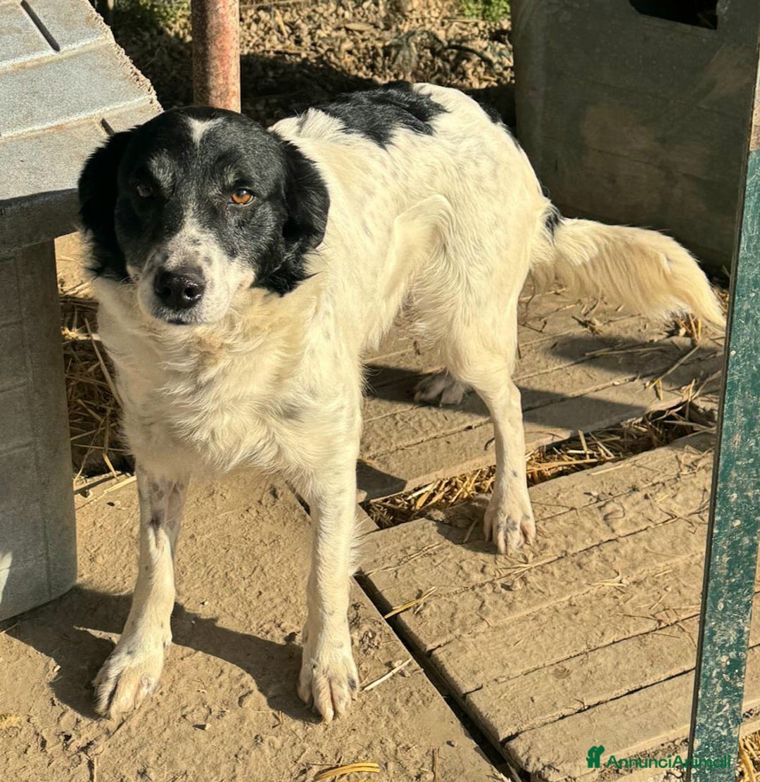 Meticcio cani in regalo: Tessa 2 anni Taglia media  - Annuncio 5