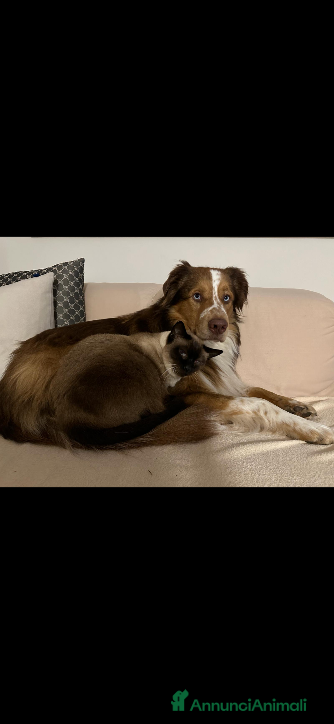 Australian Shepherd cani per accoppiamento: Pastore australiano, 3 anni, stallone - Annuncio 11