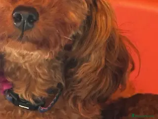 Barboncino Toy cani Sonny barboncino Toy - Annuncio 3