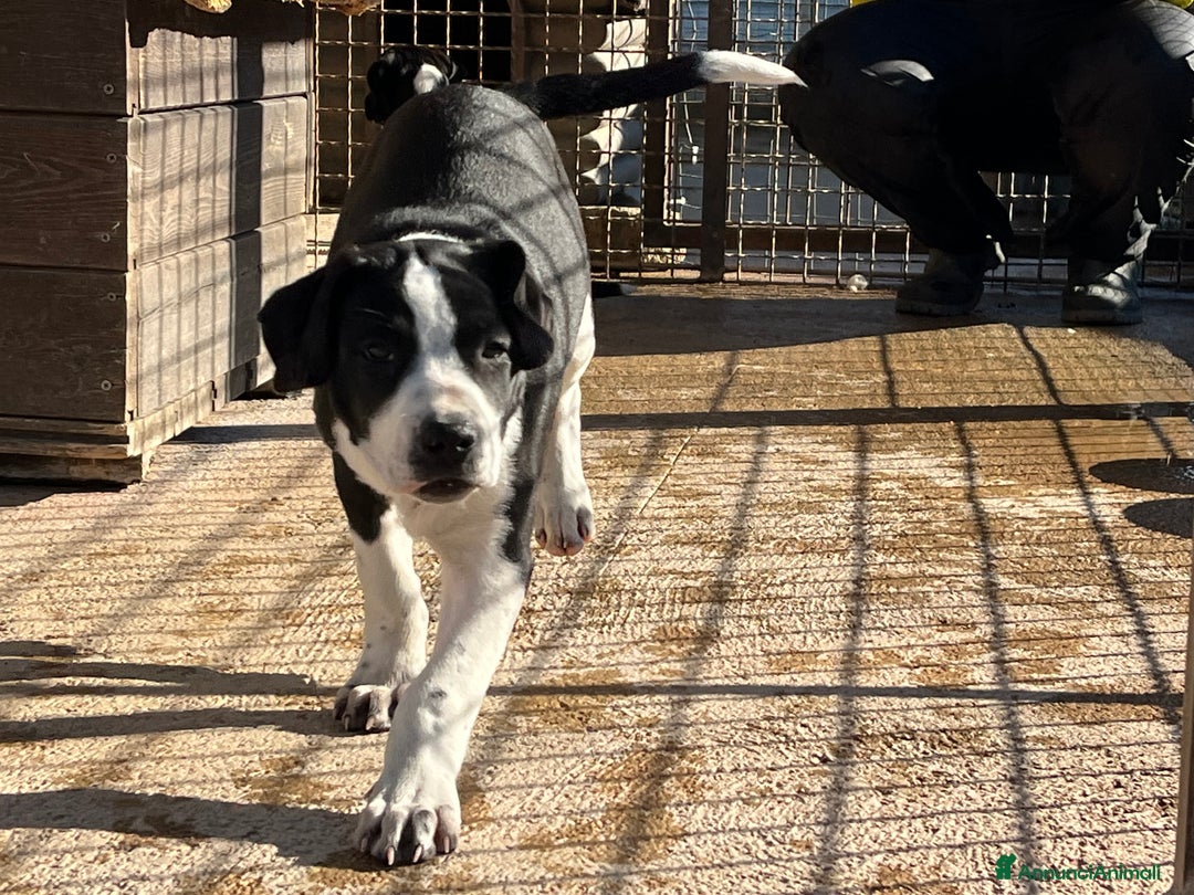 Meticcio cani in regalo: Cucciole sorelle in canile  - Annuncio 6