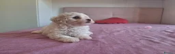 Maltipoo cani in vendita: Dolcissima cucciola di Maltipoo - Annuncio 6