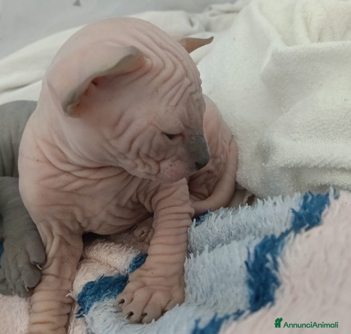 Sphynx gatti Cuccioli di SPHYNX con PEDIGREE  - Annuncio 7