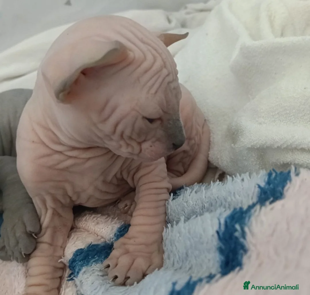 Sphynx gatti in vendita: Cuccioli di SPHYNX con PEDIGREE  - Annuncio 1