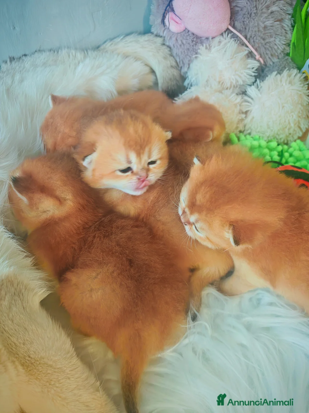 Scottish gatti in vendita: Cuccioli Scottish  - Annuncio 2