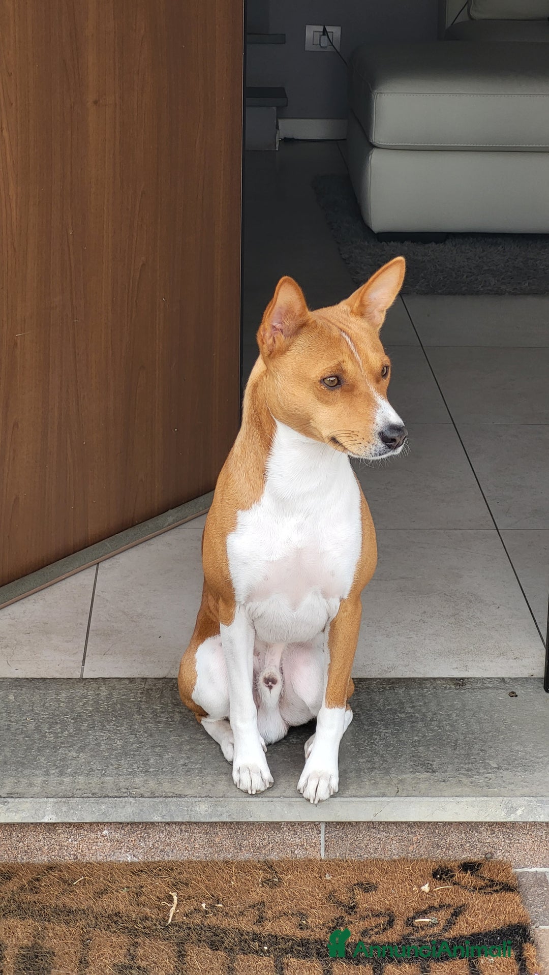 Basenji cani per accoppiamento: Bansenji purissimo - Annuncio 7