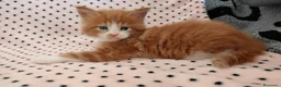 Maine Coon gatti in vendita: Cuccioli Maine coon  - Annuncio 7