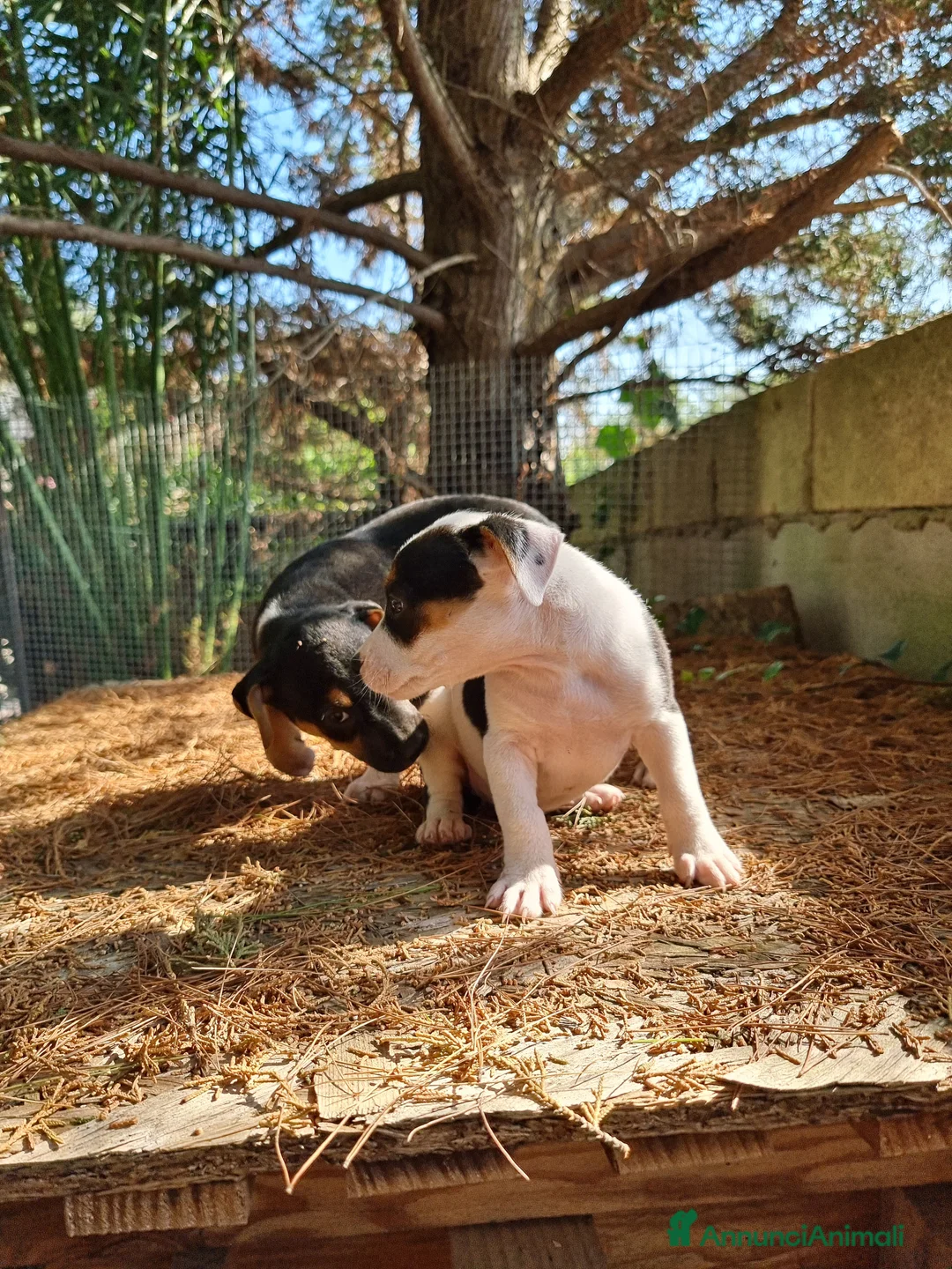 American Staffordshire cani in vendita: Cuccioli Amstaff con pedigree  a Provincia di Potenza - Annuncio 6