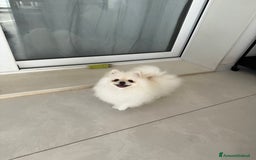 Volpino Pomerania cani in vendita: Pomerania cercano famiglia  a Libero consorzio comunale di Caltanissetta - Immagine 2