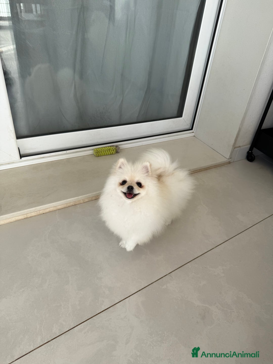 Volpino Pomerania cani in vendita: Pomerania cercano famiglia  a Libero consorzio comunale di Caltanissetta - Immagine 2