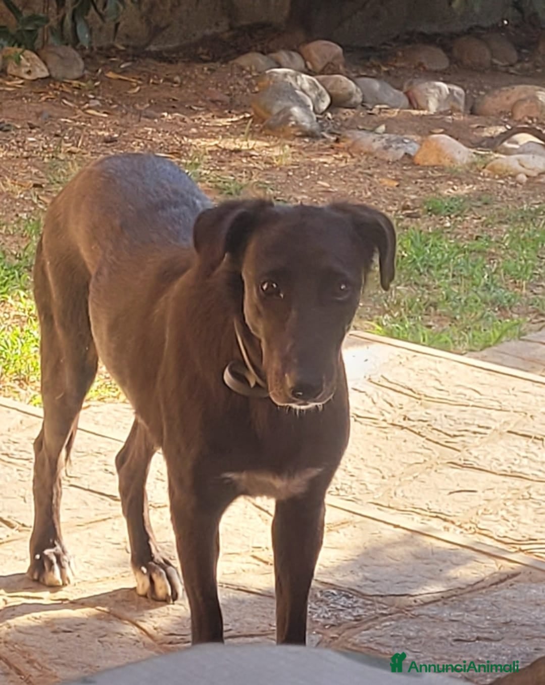 Meticcio cani Dolcissima meticcia - BLACKY a Città Metropolitana di Milano - Annuncio 2