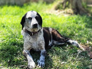 Bracco cani VIRGINIA una piccola bracco da amare a Pomezia - Annuncio 2