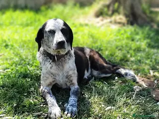 Bracco cani VIRGINIA una piccola bracco da amare a Pomezia - Annuncio 3