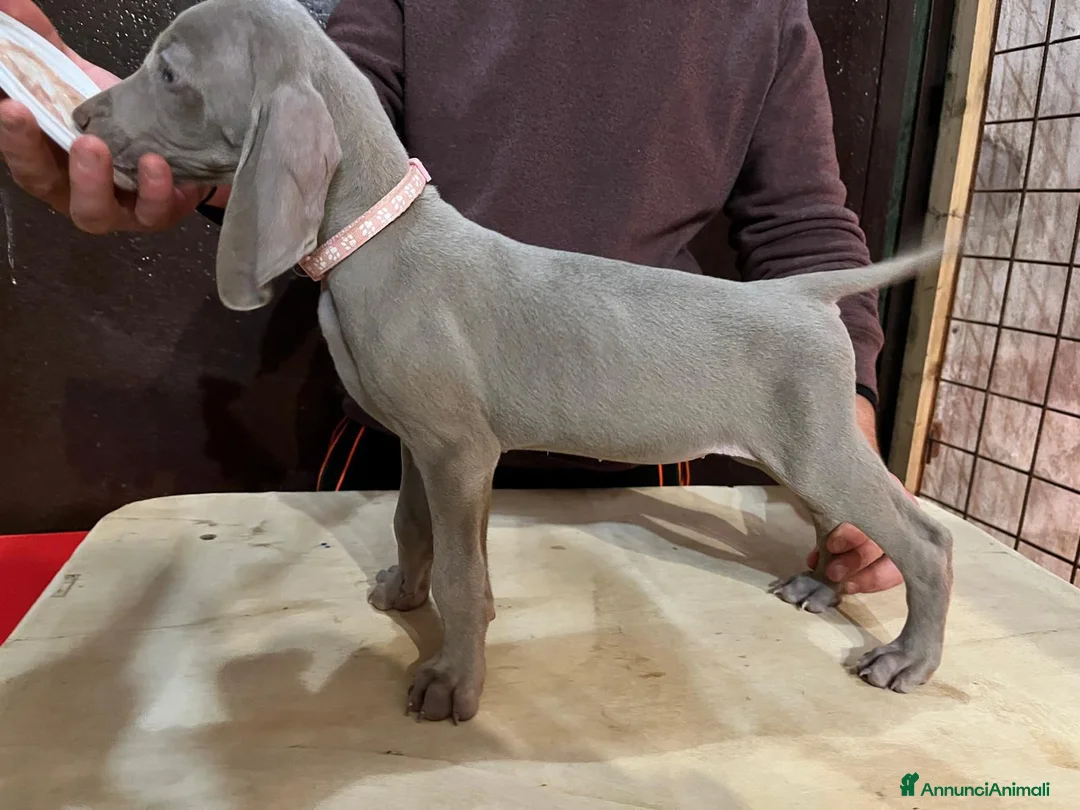 Weimaraner cani in vendita: Cuccioli weimaraner  - Annuncio 3