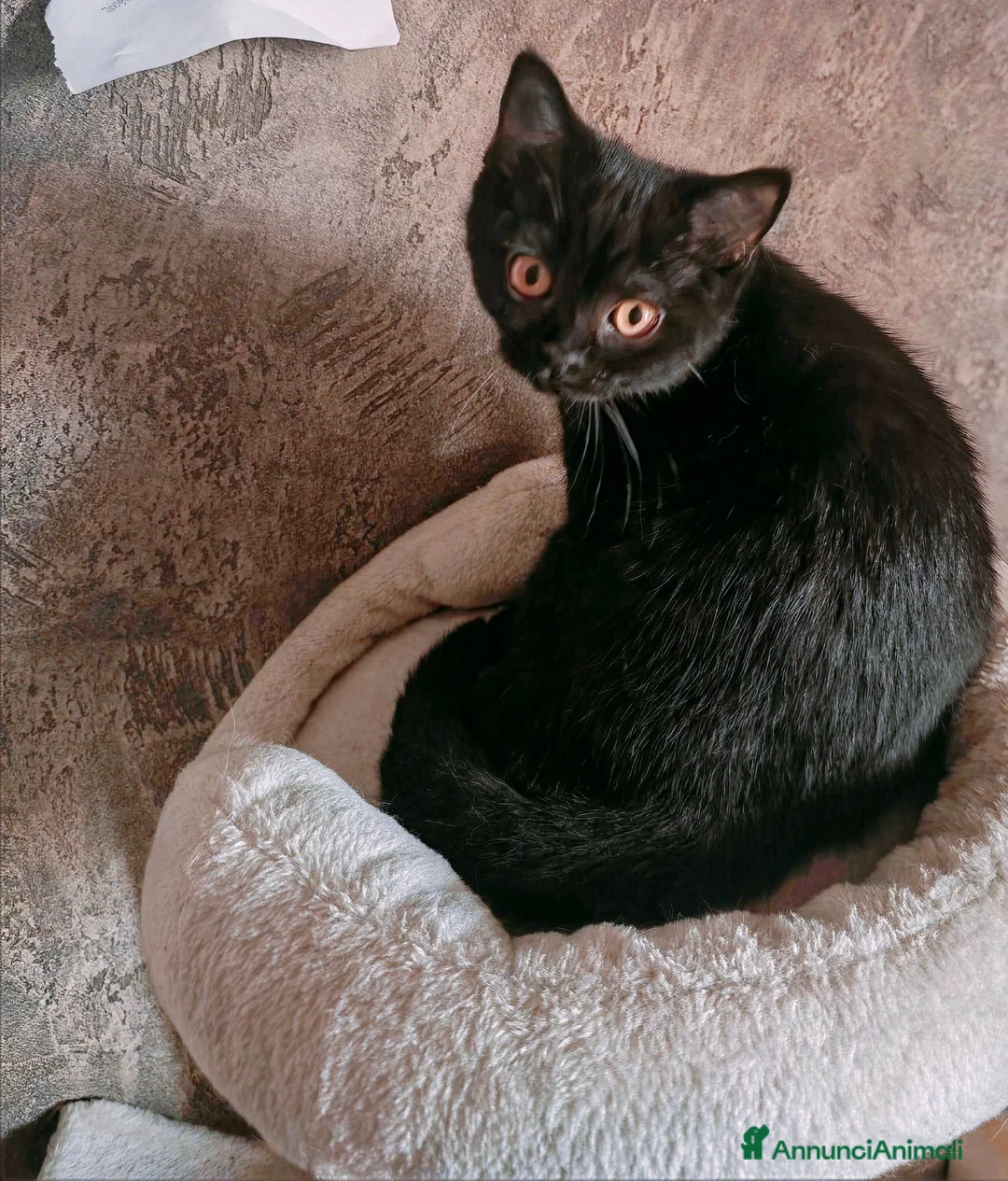 British gatti in vendita: Cuccioli da genitori British Shorthair Neri - Annuncio 10