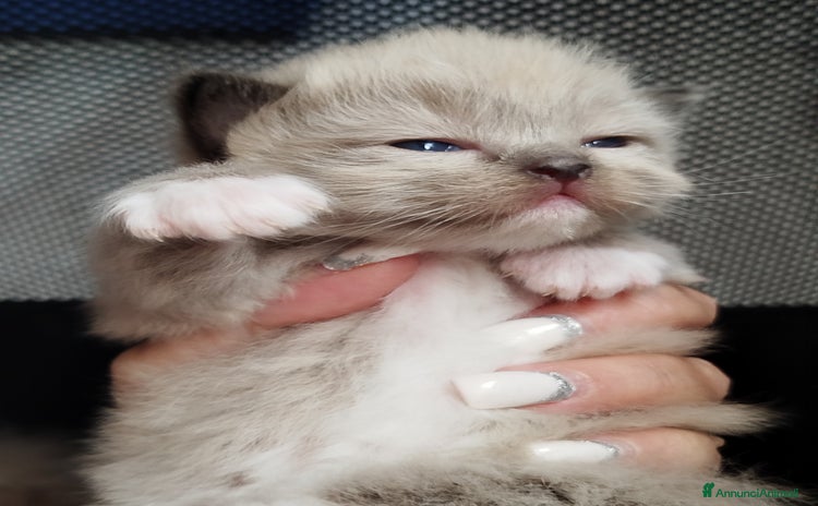 Ragdoll gatti a Città Metropolitana di Torino - Annuncio 1