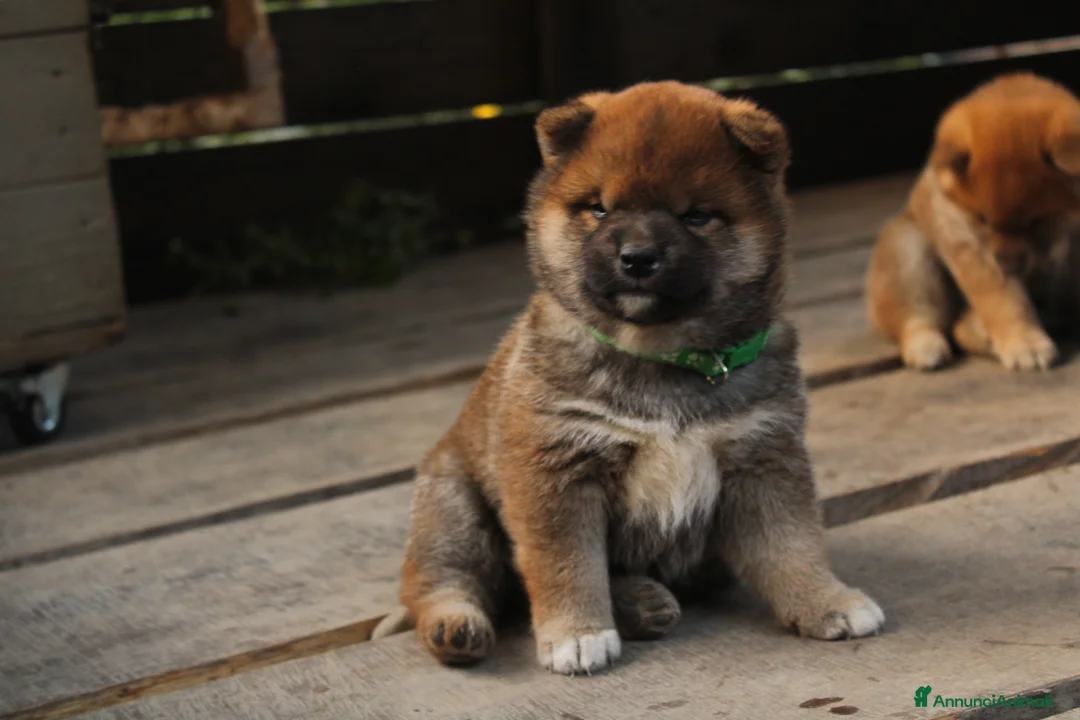 Shiba Inu cani in vendita: Ultimo cucciolo di Shiba inu con pedigree. - Annuncio 2