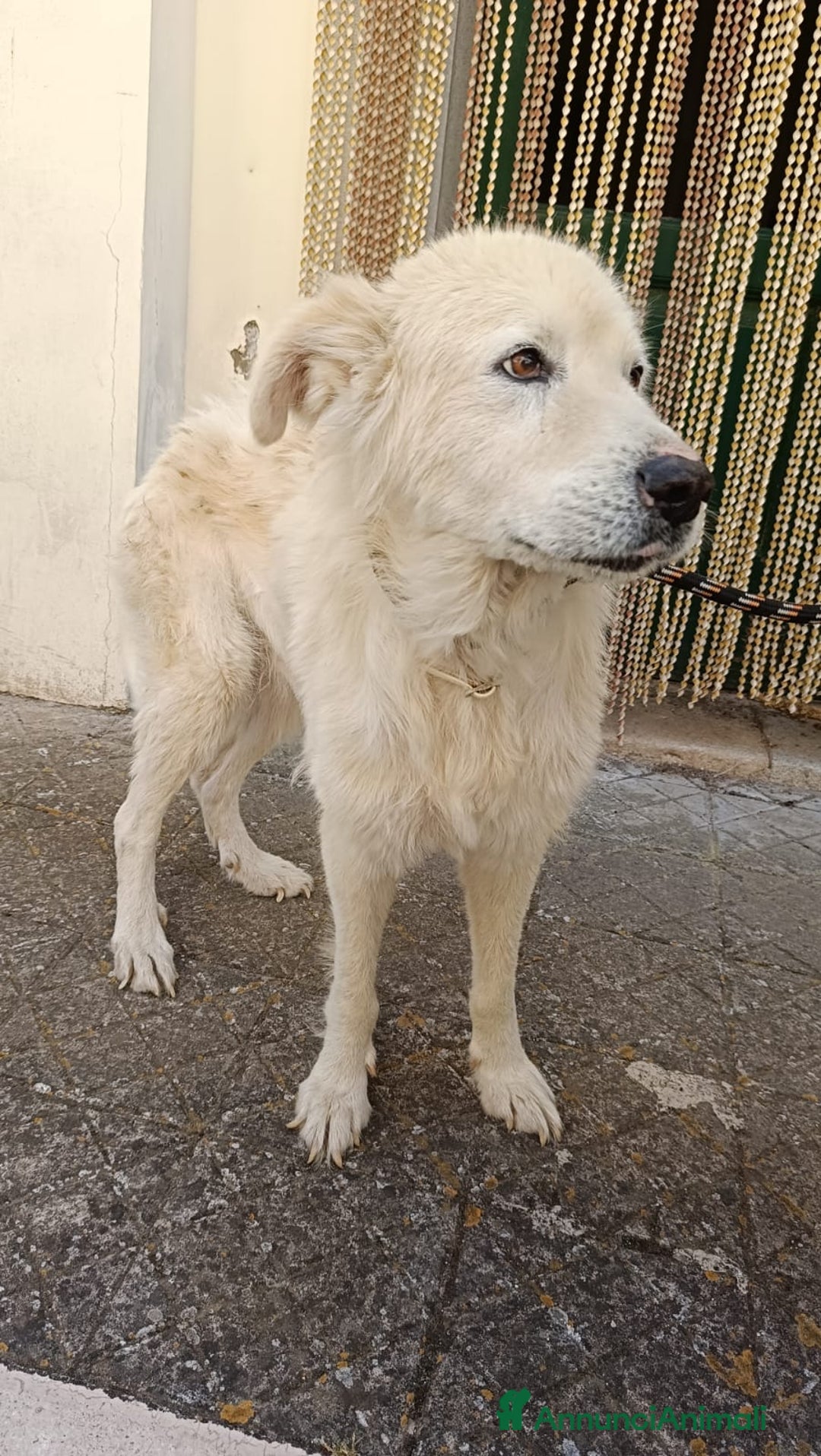 Meticcio cani in regalo: FABIANA MIX MAREMMANO - Annuncio 25