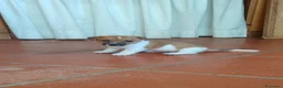 Jack Russell cani in vendita: Stupendi cuccioli di Jack Russell - Annuncio 5