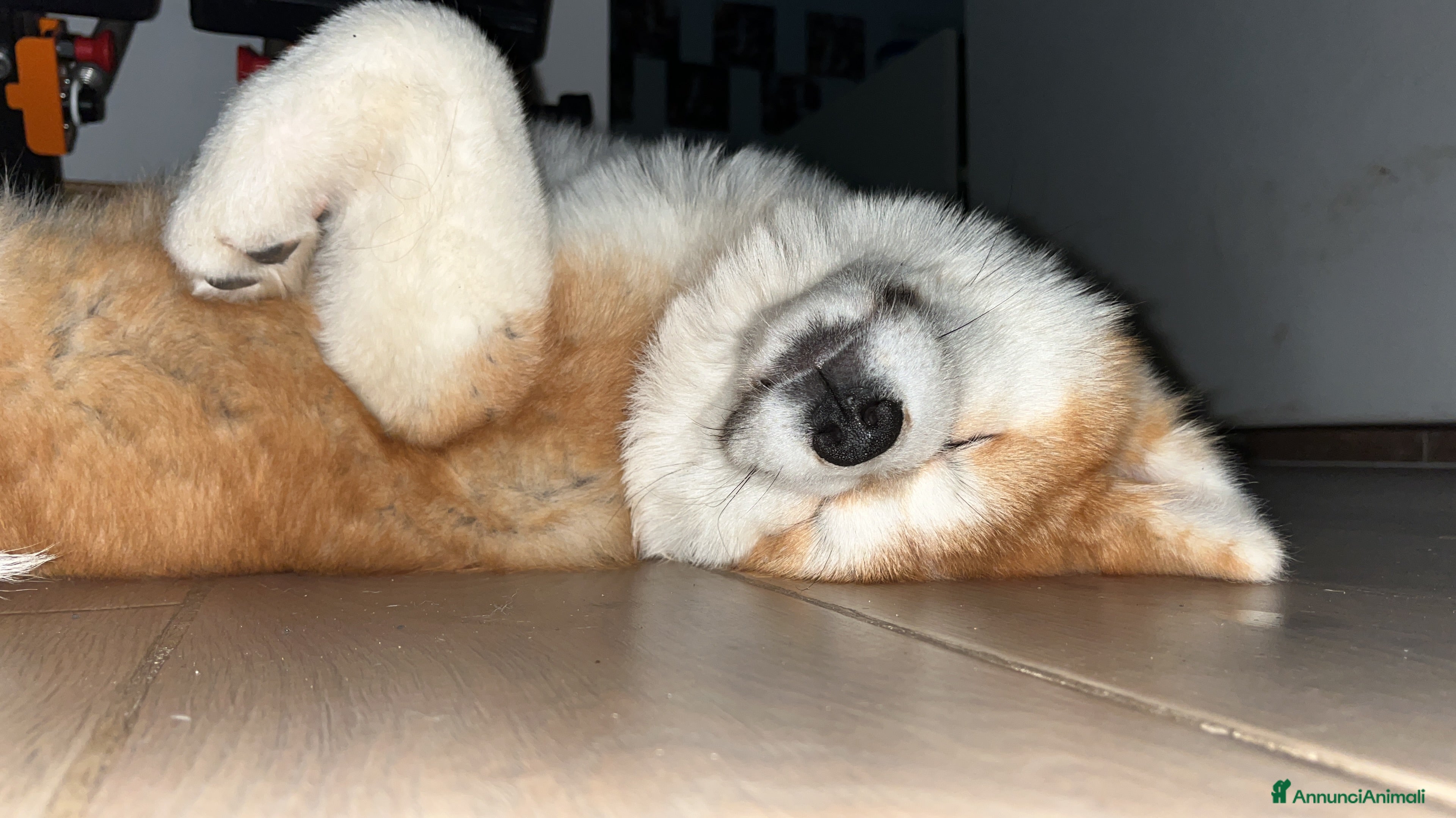 Akita Inu cani Ultima Cucciola Femmina disponibile  - Annuncio 2