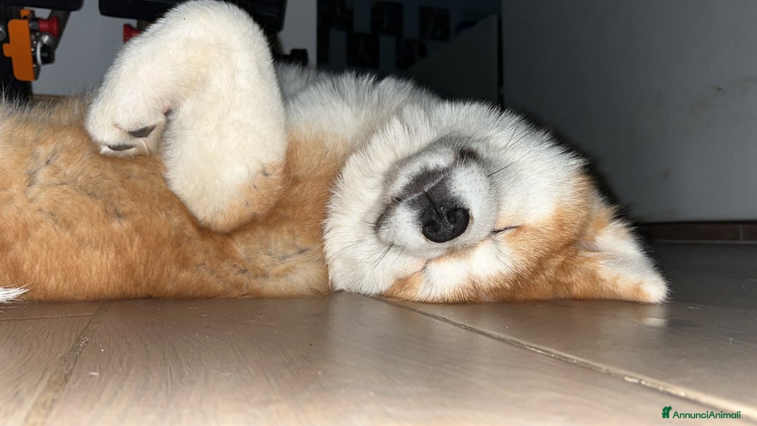 Akita Inu cani in vendita: Ultima Cucciola Femmina disponibile  - Annuncio 2