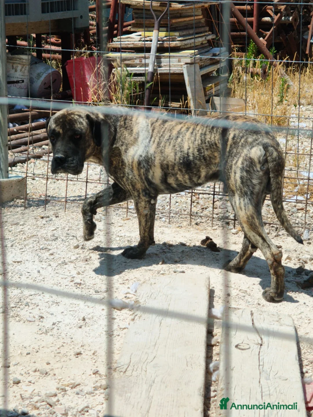 Cane Corso cani in regalo: Kira e Zeus, due anime buone in cerca di casa - Annuncio 13