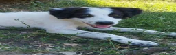 Meticcio cani in regalo: 3 mesi cucciola taglia medio contenuta  - Annuncio 3